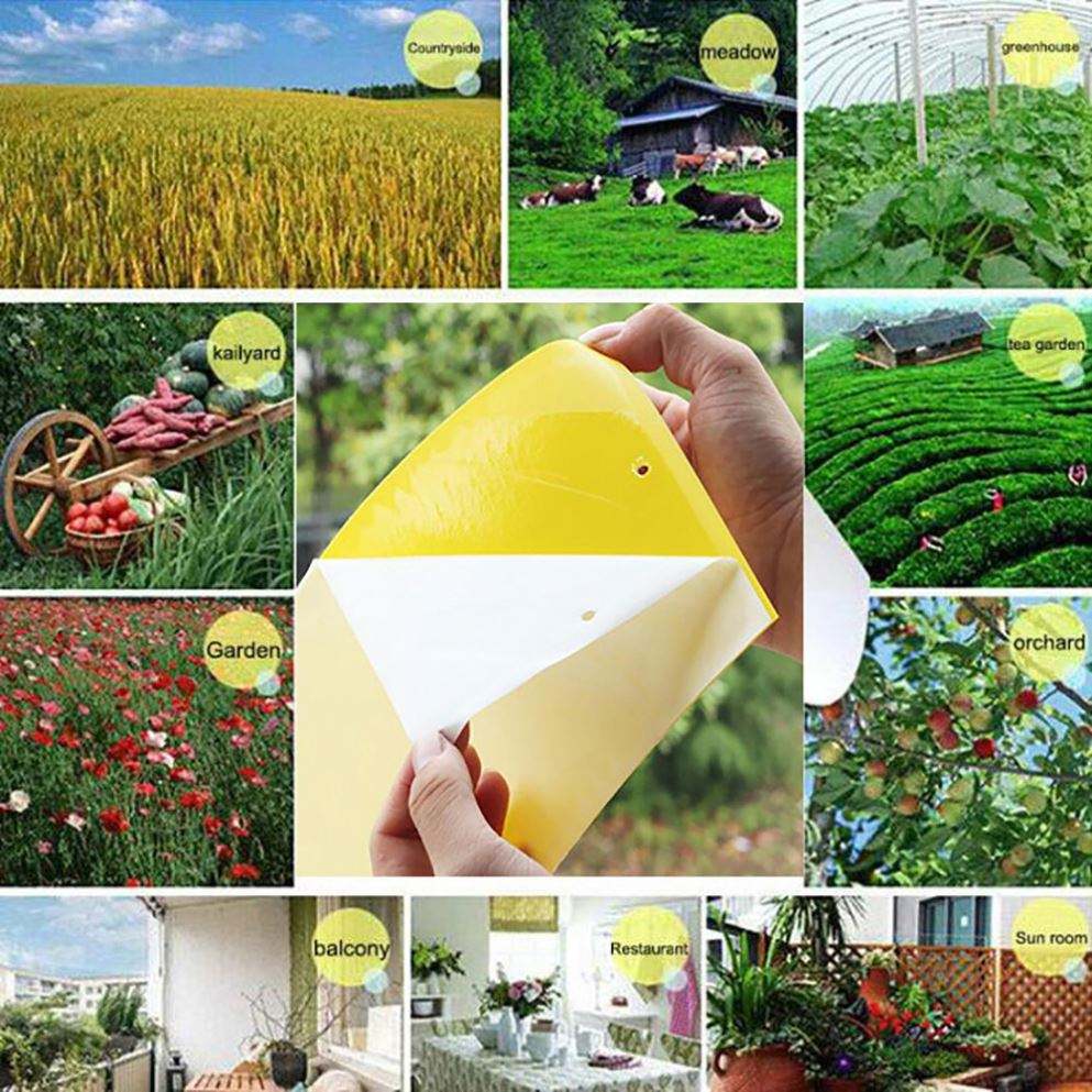 Double sidedStrong Flies Traps Bugs Sticky Board Catching Aphid Insects Killer fly Control Whitefly Thrip Leafminer Glue Sticker eprolo