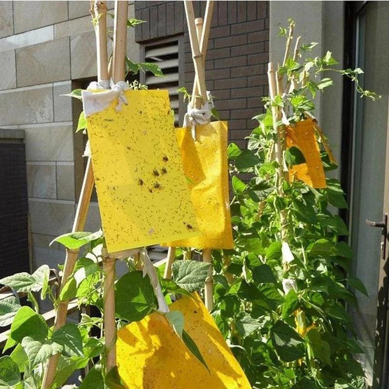 Double sidedStrong Flies Traps Bugs Sticky Board Catching Aphid Insects Killer fly Control Whitefly Thrip Leafminer Glue Sticker eprolo